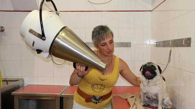 Nuove mode: anche cani e gatti si fanno lo “shatush”