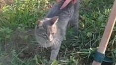 Gatto salta sul camion e scompare: Sos su Facebook