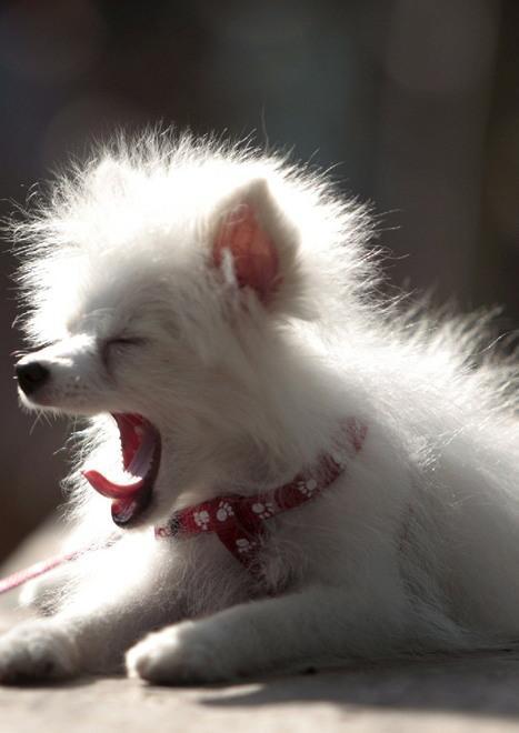 Lo “Show dogs” dell’Anpana per i cani belli e... simpatici 