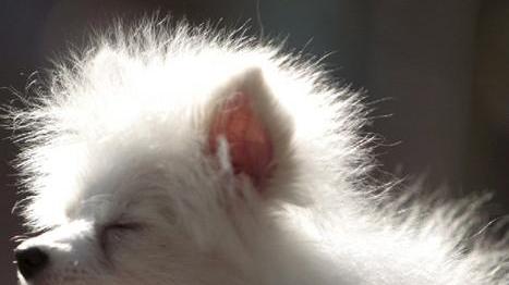 Lo “Show dogs” dell’Anpana per i cani belli e... simpatici