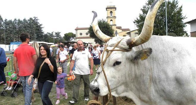 La crisi dimezza le serate del Settembre quarratino 