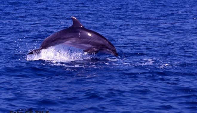 Due giornate per il Santuario dei cetacei 