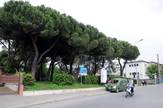 Al lavoro per salvare un migliaio di alberi 