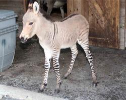 Ecco Ippo, un mix tra una zebra e un asino 