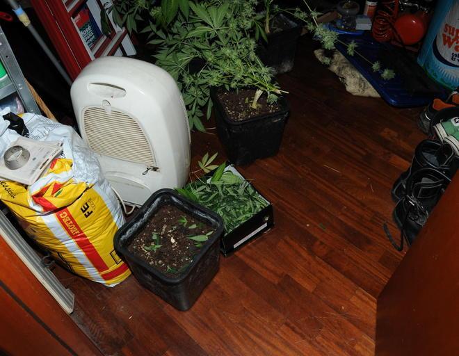 Sequestrate due piantagioni di canapa in abitazioni a Lunata e in centro storico 
