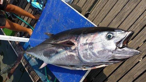 Pescatore sportivo cattura un tonno rosso da cinquanta chili