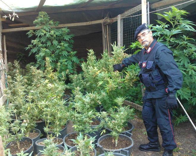 Medico coltiva marijuana in casa, arrestato