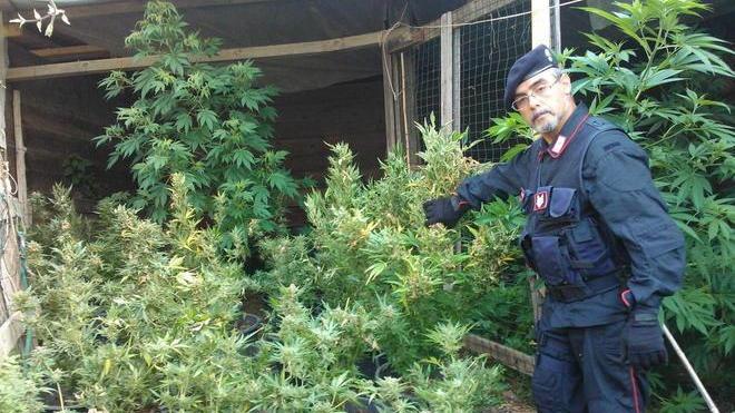 Medico coltiva marijuana in casa, arrestato