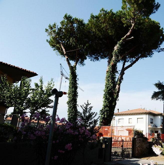 Tre pini da abbattere è polemica. L’impresa: «Tutto autorizzato»