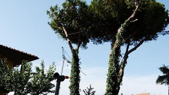 Tre pini da abbattere è polemica. L’impresa: «Tutto autorizzato»