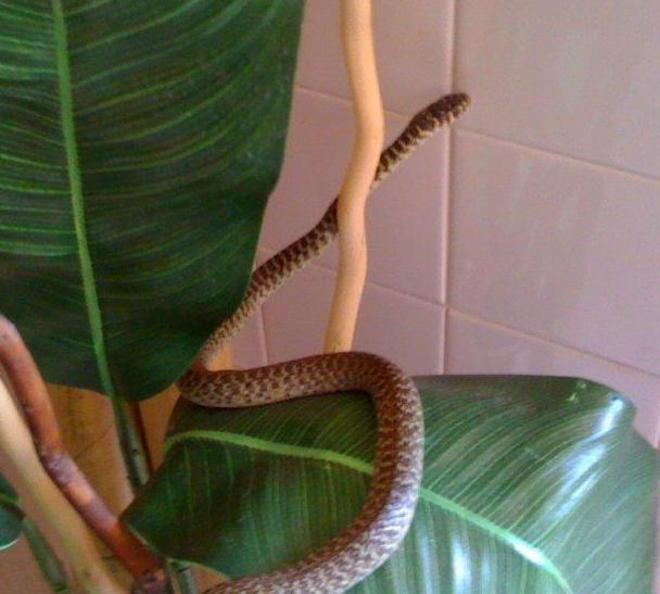 Trova un serpente in casa