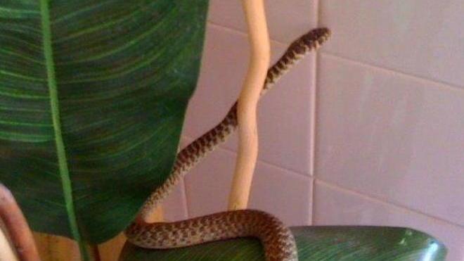 Trova un serpente in casa
