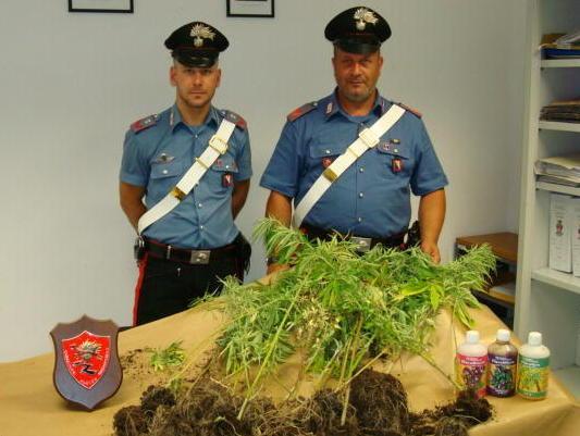 Trovato con 30 piantine di marijuana: arrestato 