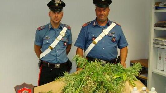 Trovato con 30 piantine di marijuana: arrestato