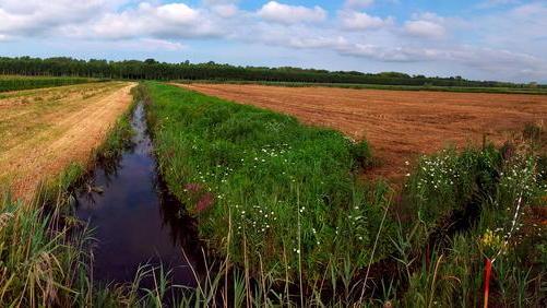 Il lago di Massaciuccoli depurato attraverso le piante