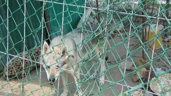 «I cani in quel recinto rischiano di morire»
