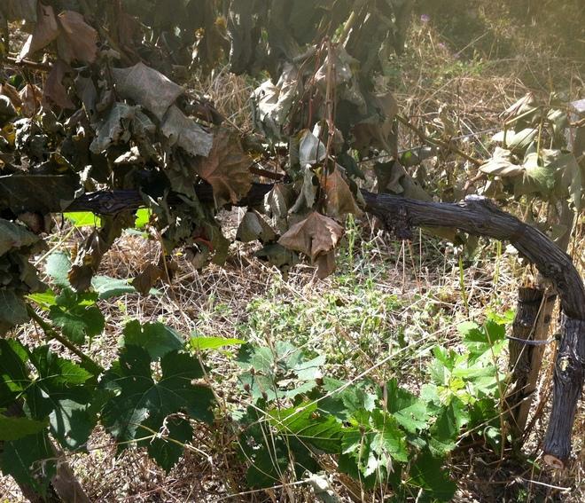 Raid distrugge il vigneto 700 piante tranciate 