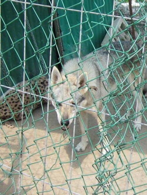 «Quei cani rischiano di morire» 