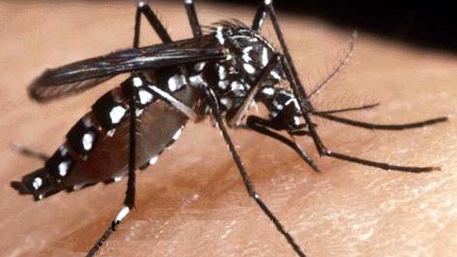 Caldo e umidità, invasione di zanzare