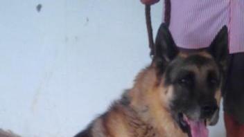 Cane cerca famiglia dopo che il padrone è volato a Hollywood
