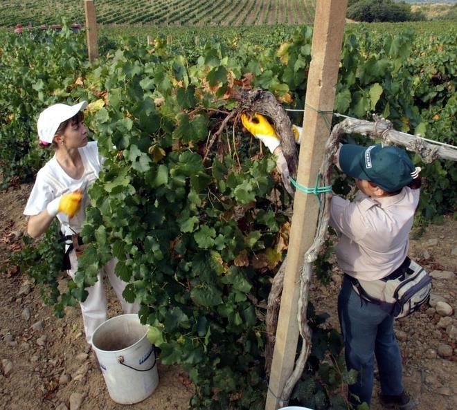 Mille posti a termine: li assicura la vendemmia 