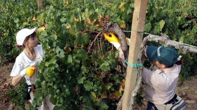 Mille posti a termine: li assicura la vendemmia