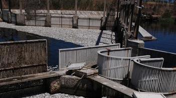 Manca l’ossigeno, quintali di pesci muoiono nella laguna 