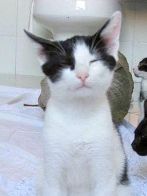 sos animali