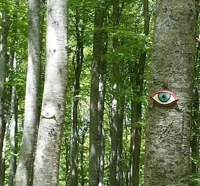 Ecco occhi da appendere per la rinascita del bosco