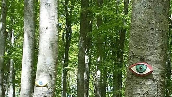 Ecco occhi da appendere per la rinascita del bosco