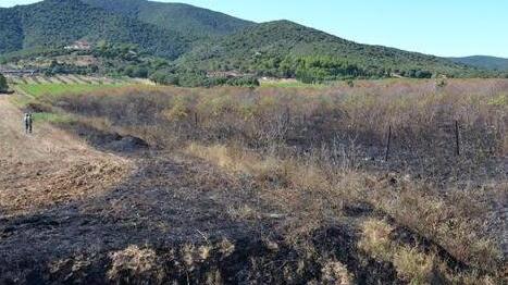 Incendio devasta un frutteto Ore di lavoro per i pompieri