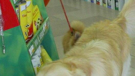 Rubano 900 euro e antipulci in un negozio per animali
