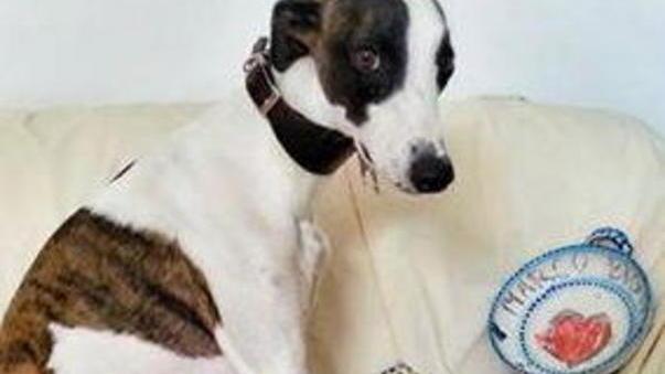 Ciotole d’autore per dissetare i cani che passano in centro