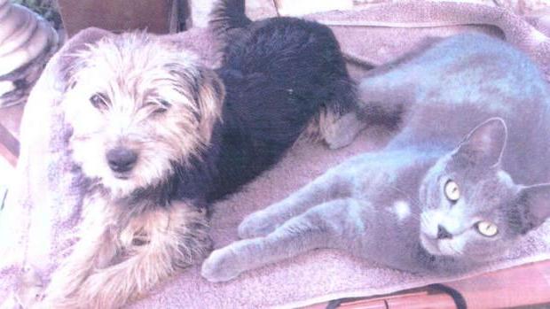 Si è persa la gatta Zu-Zu disperata la cagnetta Pepita