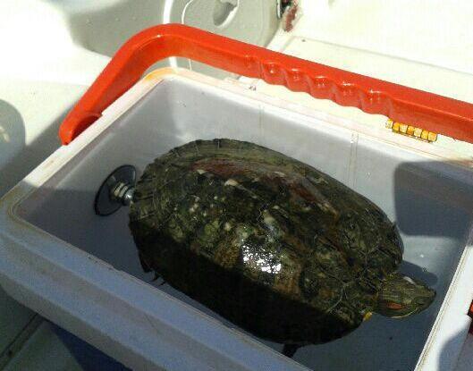 Tartaruga salvata in mare 