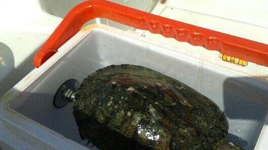 Tartaruga salvata in mare