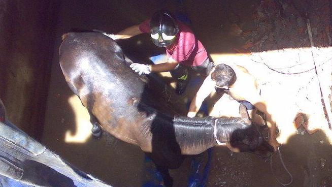Cavallo cade in una cisterna, salvato dai vigili del fuoco 