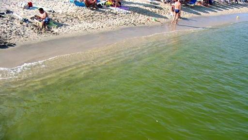 Alga tossica davanti alla spiaggia, vietato raccogliere molluschi