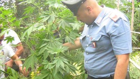 Scovata piantagione di marijuana Sequestrate più di 40 piante