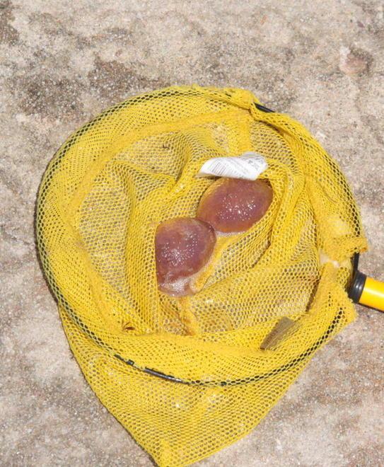 Tante meduse, è allarme 15 soccorsi in due giorni