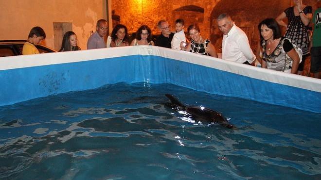 Alghero, delfino soccorso e liberato in alto mare 