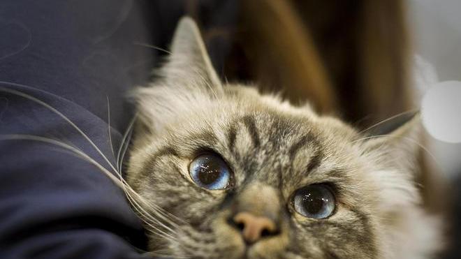 Mancano i soldi per l’anestetico, stop alle sterilizzazioni dei gatti