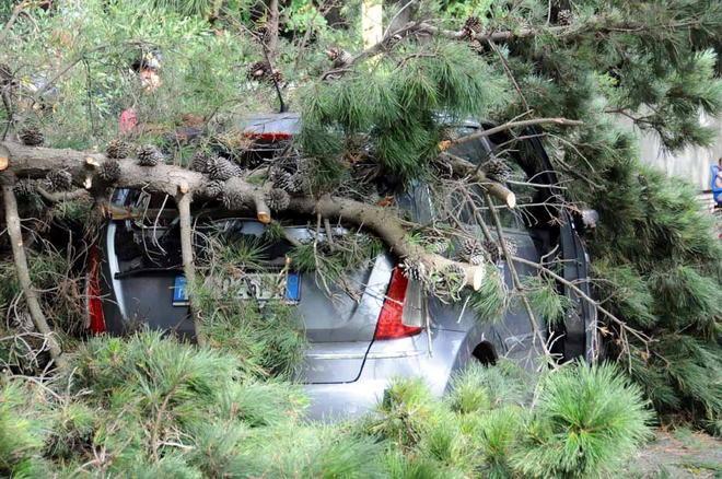 Pino crolla su un’auto, ferita una donna 