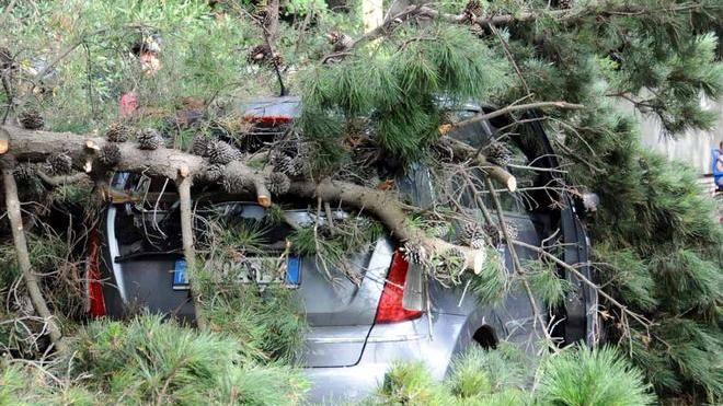 Pino crolla su un’auto, ferita una donna