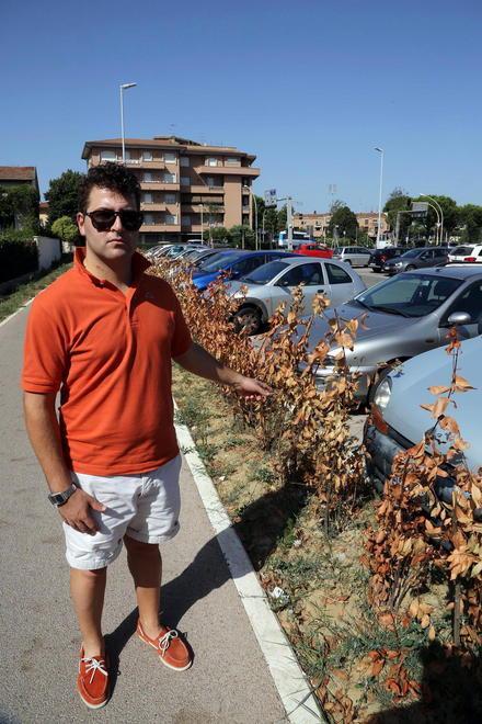 Lasciate senza acqua, seccate ottanta piante 