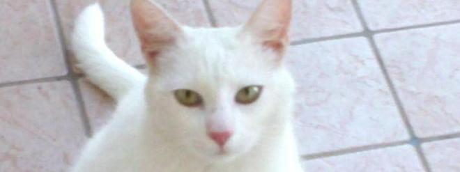 Trovata gattina bianca alla Tolla