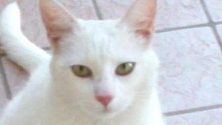 Trovata gattina bianca alla Tolla