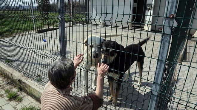 Animali abbandonati, a Fucecchio canile svuotato