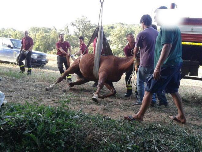 Cavallo caduto in una fossa soccorso dai vigili del fuoco 