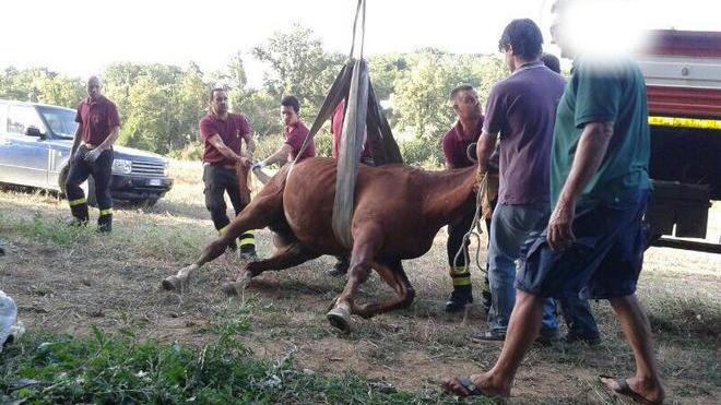 Cavallo caduto in una fossa soccorso dai vigili del fuoco